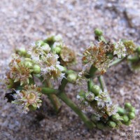 Carallia brachiata (Lour.) Merr.